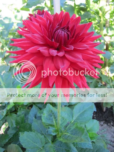 Dahlia - Hillcrest Jake